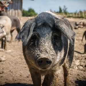 Дачников оштрафуют за домашних животных