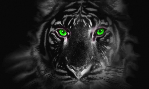 Редчайший черный тигр попал в объектив фотоаппарата